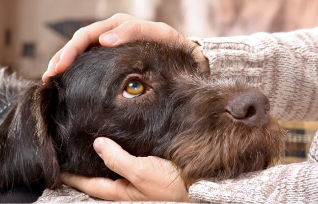 Хозяин обхватил морду собаки и внимательно смотрит ей глаза в глаза